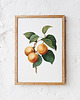 plakaty Plakat Morela vintage 1