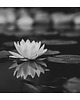 fotografia Lilia wodna II 1