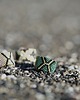 pierścionki - różne Pierścionek Beadingowy GreenWild 5