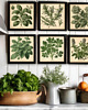 grafiki i ilustracje PLAKATY DO KUCHNI zioła botaniczne vintage 2