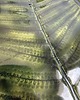 patery i talerze Patery z kolekcji FERN, zestaw dwóch talerzy z liściem paproci 2