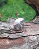 pierścionki - różne Bryłka lodu - pierścionek regulowany 3