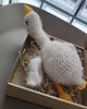 przytulanki dla niemowląt i dzieci Przytulanki gąski - białe maskotki - gęś GOOSE FAMILY 5