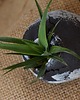 doniczki WYKLUCIE_doniczka ceramiczna_czarna 6