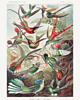 plakaty Plakat BIRDS  vintage 2