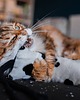 Zabawki dla zwierząt Zabawka dla kota kopacz kick & hug ze sznureczkami i kocimiętką KROWA CZARNA 7
