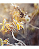 fotografia Szron 1