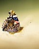 fotografia Zestaw fotografii: motyl, kwiaty 2