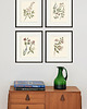 grafiki i ilustracje Zestaw Grafik Botanicznych Vintage 1