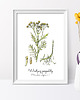 plakaty Plakat  ilustracja tablica botaniczna wrotycz 5