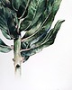 obrazy "Protea" 36*48cm/ akwarela 4