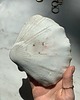 pojemniki na biżuterię Podstawka na Biżuterię Palo Santo Ceramiczna Muszelka Milky Romantic 5