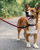 smycze i obroże dla psów i kotów Modna, Lekka, Wytrzymała Smycz przepinana z el. odblaskowym dla małego psa 1