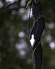 biżuteria męska Naszyjnik Gungnir, Wikińska zawieszka włócznia Odyna 6