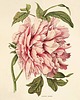 grafiki i ilustracje Rysunek kwiaty grafika kwiaty peonia peonie 1