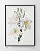 plakaty Plakat White flowers 1
