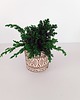 doniczki Doniczka z roślinami stabilizowanymi/mech - bonsai mały 1