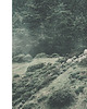 plakaty forest fog fotografia plakat 3