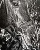 grafiki i ilustracje Linoryt "Portret karego konia" 4