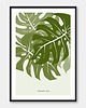 plakaty Plakat Monstera i Maranta - zestaw dwóch plakatów 5