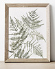 plakaty Plakat Paproć Pteris 1