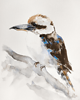 obrazy Akwarela kookaburra - dacelo 1