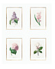 grafiki i ilustracje ZESTAW 4 PLAKATÓW vintage botaniczne kwiaty 1