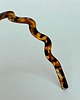 opaski do włosów Opaska Wavy w kolorze Light Tortoise 6