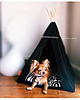 legowiska dla psów i kotów Legowisko Tipi Glamour - Zebra 2