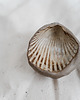pojemniki na biżuterię Miseczka COQUILLAGE 4