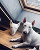 figurki i rzeźby Bull terrier  - akrylowa figurka - KUFA.design 3