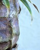 doniczki ŚLADY NATURY VI _doniczka ceramiczna_rudości 8