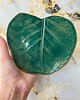 patery i talerze Talerz ceramiczny Liść Jabłoni 1