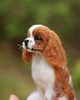figurki i rzeźby King Charles Cavalier Mianiatura 2