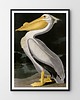plakaty Plakat Pelikan 4