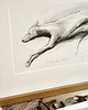 grafiki i ilustracje Rysunek/ Charcik włoski / oryginał 4