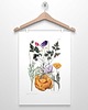 plakaty KWIATY GÓRSKIE I plakat  A4, A3, 30x40cm 2