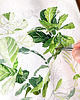 grafiki i ilustracje Fikus Lirolistny - ilustracja botaniczna 4