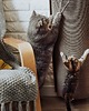 dla zwierząt różne Bellycat 1