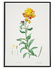plakaty Plakat botaniczny GRAFIKA KWIAT lak Vintage 2
