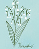 grafiki i ilustracje Konwalia. Ilustracja 13x18cm 1