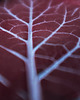 patery i talerze Ceramiczna Patera 3