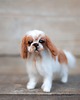 figurki i rzeźby King Charles Spaniel Mianiatura 2