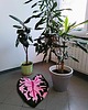 dywany Dywan w kształcie liścia kaladium, Caladium Pink Splash 4