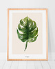 plakaty Monstera - Plakat botaniczny na ścianę z kwiatem 2