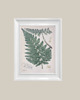 grafiki i ilustracje Ilustracje botaniczne paproć vintage 6