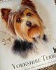 poduszki plecione Seria PUPIL: Yorkshire Terrier 1