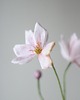 dodatki - różne Dekoracja botaniczna, kwiaty z papieru - anemony, zawilce 5