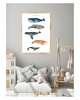 plakaty PLAKAT WIELORYBY plakat z wielorybami morski 1