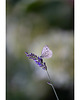 fotografia Biały motyl 1
